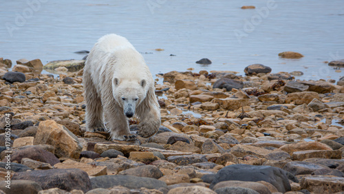 Polar bear