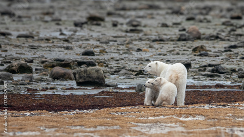 Polar bear