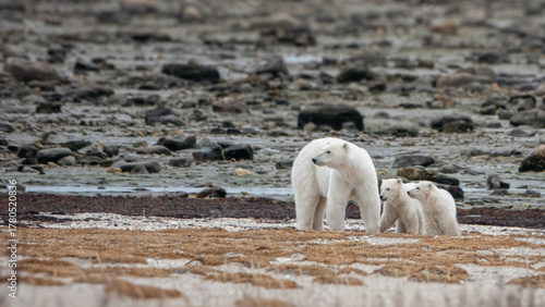 Polar bear
