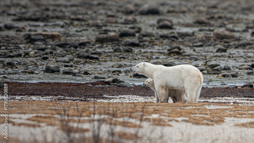Polar bear