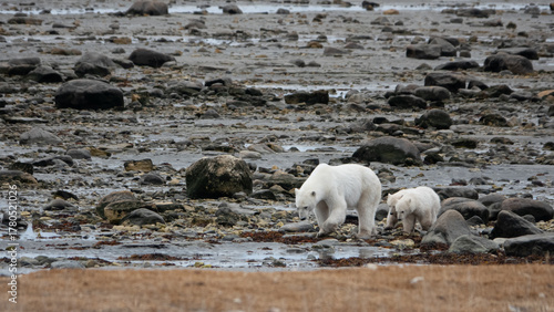 Polar bear