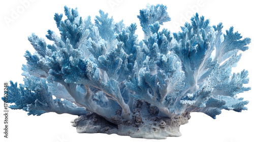 Fototapeta Naklejka Na Ścianę i Meble -  blue coral reef isolated on white background