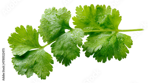 Fresh green coriander leaves herb isolated on transparent background