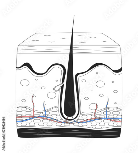 Human skin cross-section with hair follicle anatomy outline illustration. Epidermis dermis and sebaceous gland. Subcutaneous layers 2D line object isolated on white. Monochrome vector ink linear image