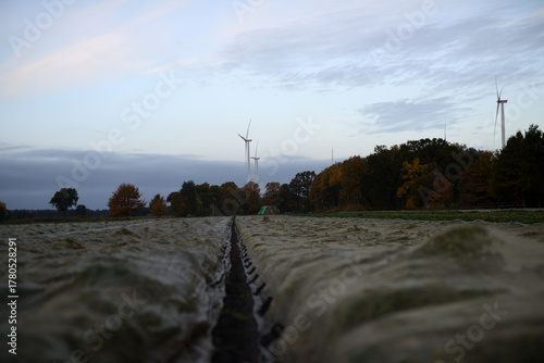 Pflanzen unter Folienabdeckung auf einer Ackerbaufläche der Landwirtschaft einer Herbstlandschaft im faden, natürlichen Morgenlicht.