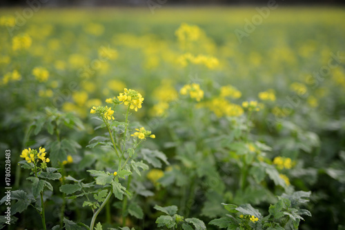 Gelbe Rapsblüte auf einer Ackerbaufläche der Landwirtschaft einer Herbstlandschaft im faden, natürlichen Morgenlicht.
