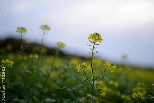 Gelbe Rapsblüte auf einer Ackerbaufläche der Landwirtschaft einer Herbstlandschaft im faden, natürlichen Morgenlicht.