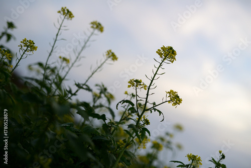 Gelbe Rapsblüte auf einer Ackerbaufläche der Landwirtschaft einer Herbstlandschaft im faden, natürlichen Morgenlicht.