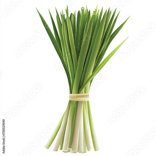 Freshly harvested lemongrass stalks tied together
