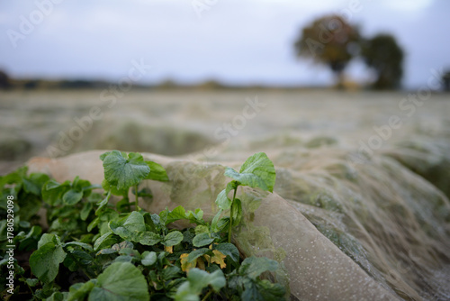 Details auf einer Ackerbaufläche der Landwirtschaft einer Herbstlandschaft im faden, natürlichen Morgenlicht.