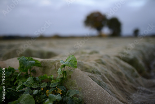 Details auf einer Ackerbaufläche der Landwirtschaft einer Herbstlandschaft im faden, natürlichen Morgenlicht.