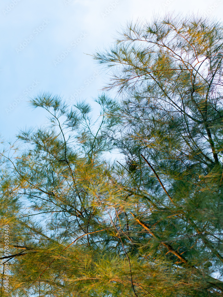 Fototapeta premium Casuarina pine tree with needle-like leaves swaying gently against clear blue sky in tropical climate