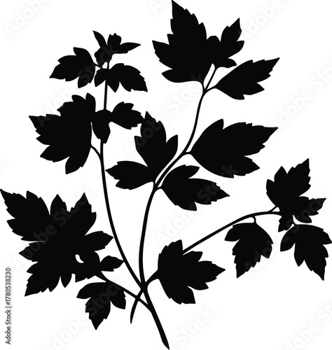 Silhouette vector parsley branch leaves black herbal organic Illustrator