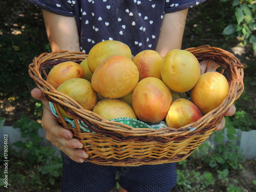 basket of apples