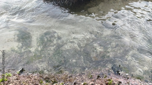 Clear Rippling Water Over Submerged Rocks and Algae