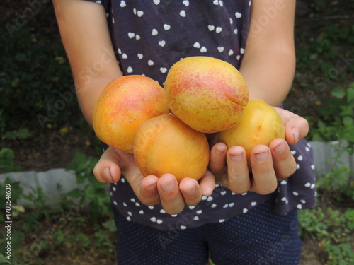 hands holding apples