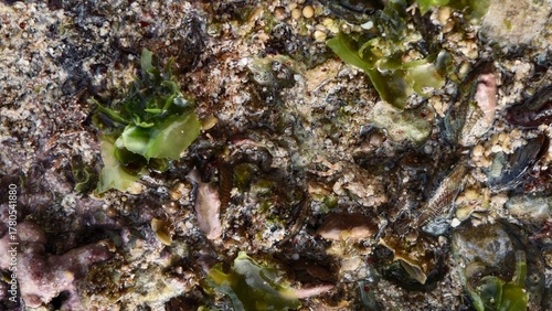 Close-up of Intertidal Zone with Algae and Sand