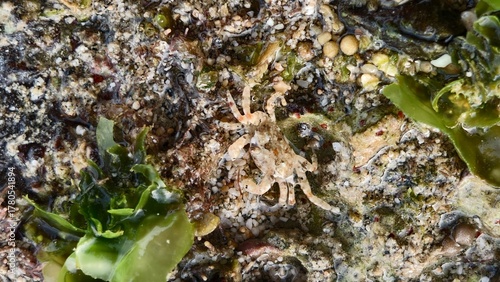 Camouflaged Crab in a Rocky Tide Pool