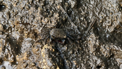Small Crab Camouflaged on a Muddy Tidal Flat