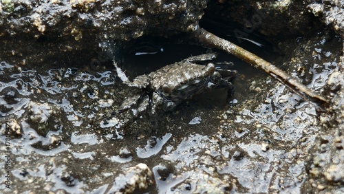 Mud Crab Emerging from its Burrow
