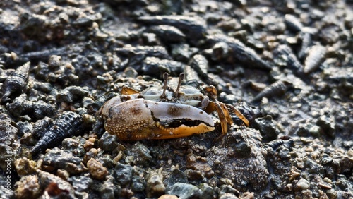 Fiddler Crab on a Muddy Shore