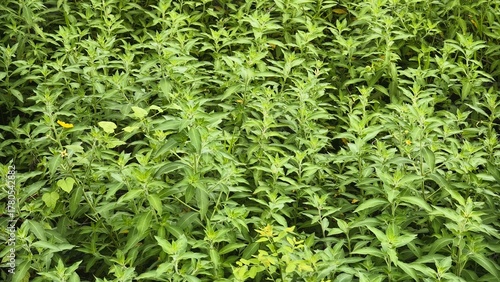 Dense Green Foliage in a Natural Setting