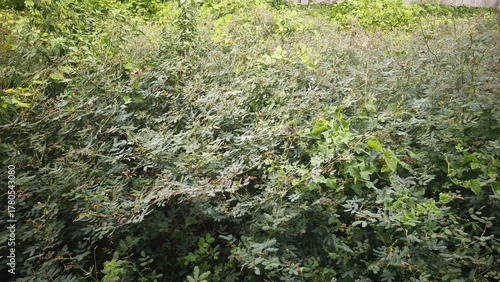 Dense Green Shrubbery with Lush Foliage
