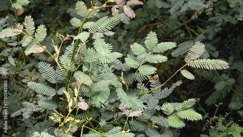 Delicate Green Leaves of a Mimosa Plant