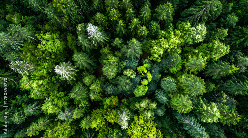 Fototapeta premium Aerial View of a Lush Green Forest Canopy