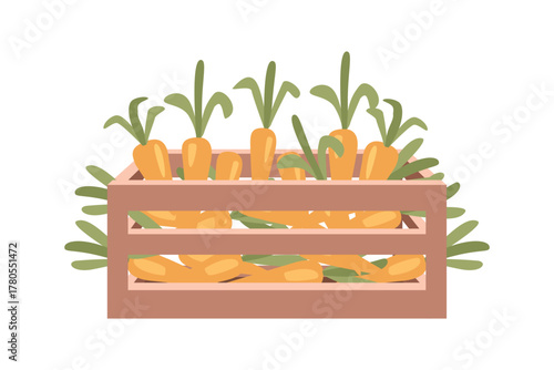 Freshly harvested carrots in wooden crate. Organic Carrots Packed in Wooden Box. Carrots Ready for Market. Wooden Crate Filled with Fresh Carrots.