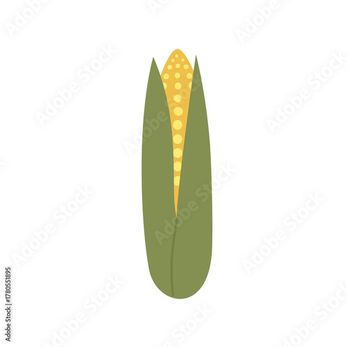 Simple flat design of a corn cob with husk. Golden Maize with Husk Illustration. Fresh Corn Cob with Green Husk. Organic Farm Fresh Corn