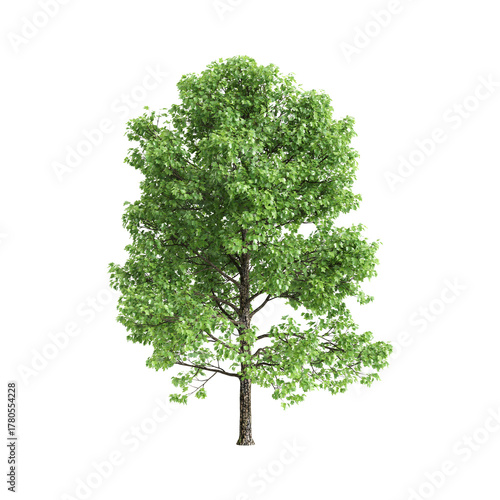 Liriodendron tulipifera trees 3d illustration on transparent background
