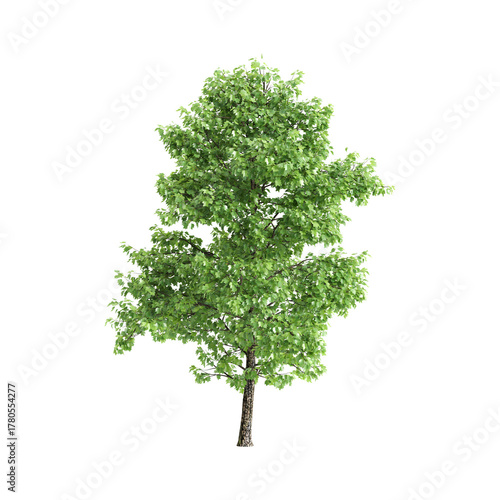 Liriodendron tulipifera trees 3d illustration on transparent background