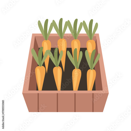 Fresh carrot display in box. Bunch of Carrots in Wooden Container. Carrots Displayed in Wooden Crate.