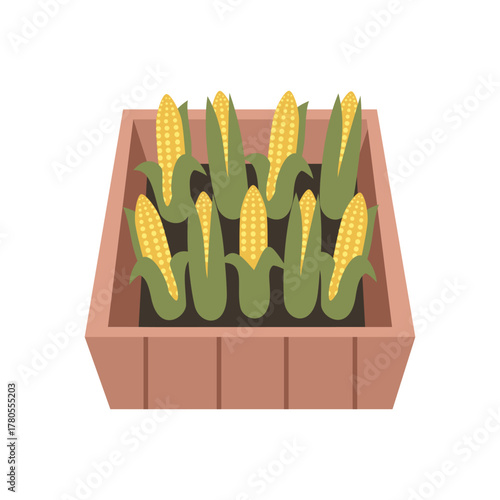 Corn cob display in box. Corn Cobs Harvest Collection in Wooden Crate. Organic Carrots in Rustic Wooden Box.