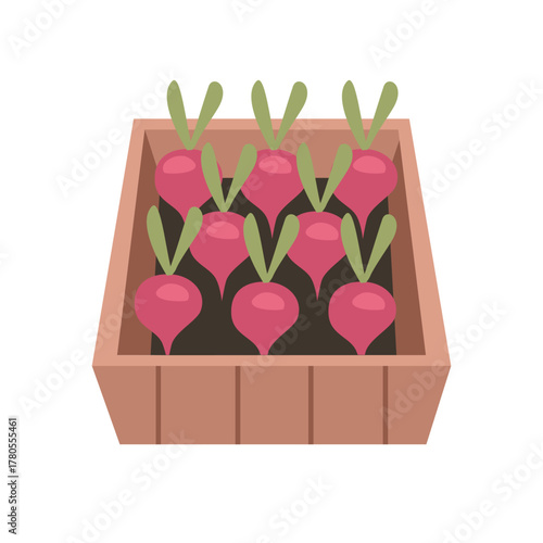 Red radish in a box. Farm Fresh Red Radish. Fresh Red Radish with Green Leaves. Harvested radish.