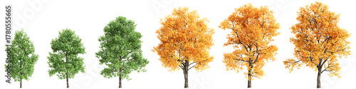Multiple Liriodendron tulipifera trees 3d illustration on transparent background