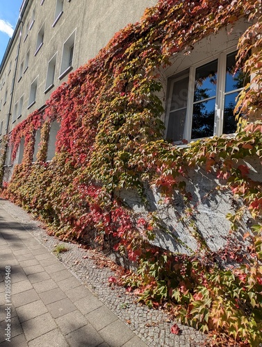 wunderschöne Herbstblätter an einer Fassade in Berlin Johannisthal, Treptow/Köpenick