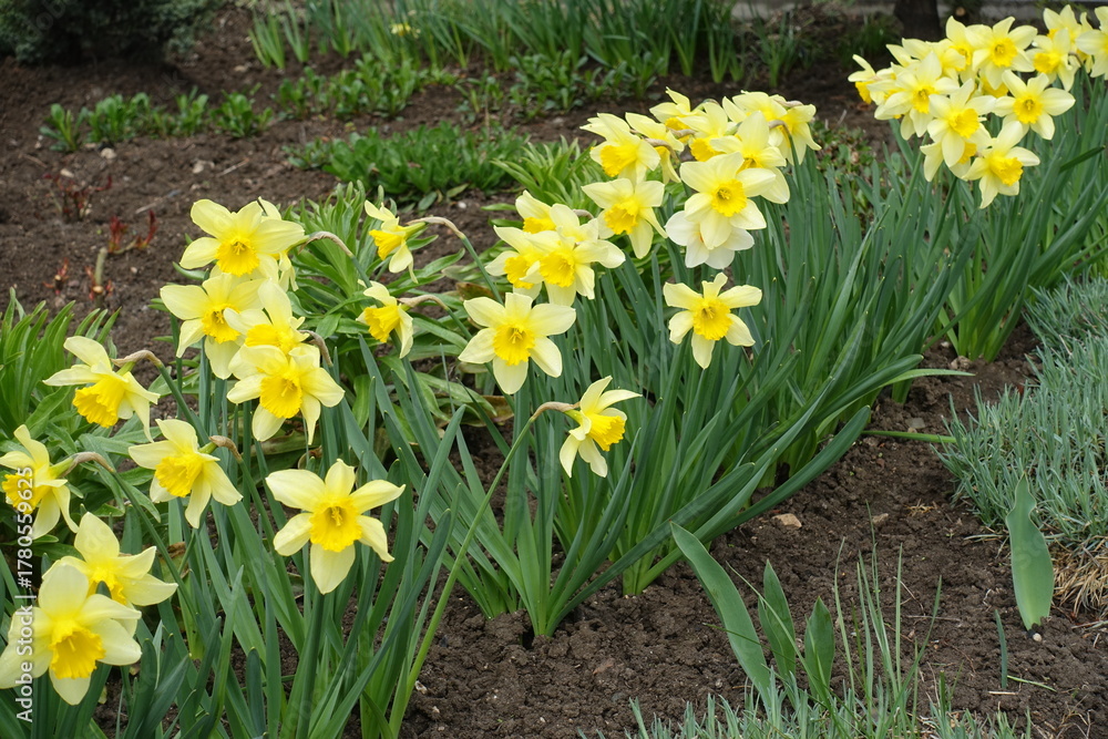 Fototapeta premium Blossoming yellow flowers of daffodils in a row in April