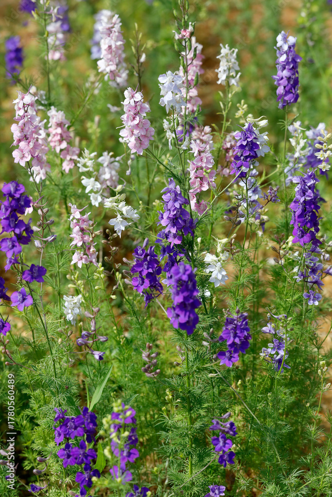 Obraz premium Rittersporne (Delphinium) mit bunten Blüten 