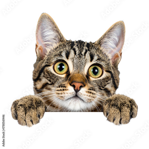 Curious Gaze: An adorable tabby cat peeks over an invisible barrier, its expressive eyes filled with curiosity, capturing the essence of feline charm.