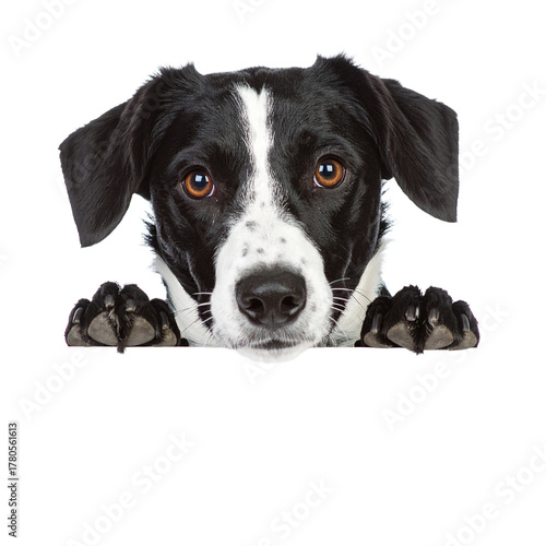 Playful Pup's Peek: A black and white dog with soulful eyes peeks over a blank surface, inviting curiosity. Capture the dog's gentle, curious nature and the sense of anticipation.