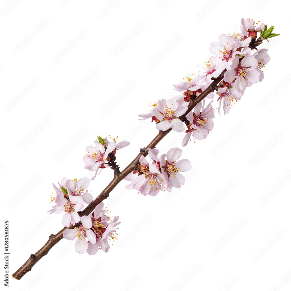 Obraz premium Spring Blossom Branch: A delicate branch adorned with soft pink blossoms gracefully extends, a vibrant symbol of spring's arrival and the beauty of nature's renewal.