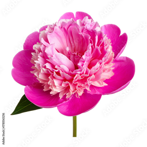 Vibrant Peony: A close-up view captures the lush beauty of a fully bloomed peony, showcasing its intricate petals and rich colors in all their glory.