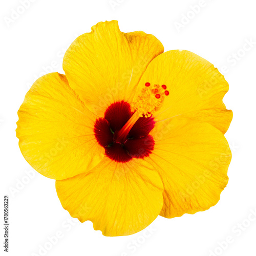 Radiant Yellow Hibiscus: A vibrant close-up captures a pristine yellow hibiscus flower in full bloom, showcasing its intricate details and captivating beauty. 