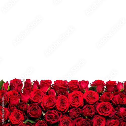 Crimson Roses: A romantic panorama of vibrant red roses, blossoming in their full glory, conveying a message of love, passion, and elegance, creating an enchanting visual experience.