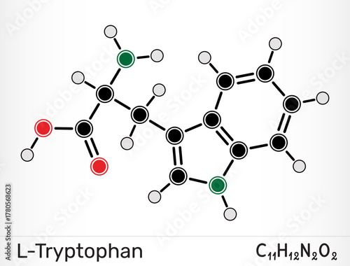 L-Tryptophan molecule. Essential amino acid and serotonin precursor. Vector illustration