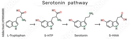 Serotonin pathway. L-Tryptophan, 5-Hydroxytryptophan (5-HTP), serotonin and 5-Hydroxyindoleacetic acid (5-HIAA) molecules. Biochemical synthesis and degradation of serotonin. Vector illustration