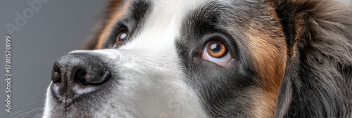 Charming Saint Bernard with Affectionate Amber Eyes Poses Elegantly Against a Soft Gray Background