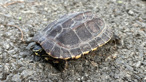 Fototapeta Naklejka Na Ścianę i Meble -  A small turtle sleeping on the street.